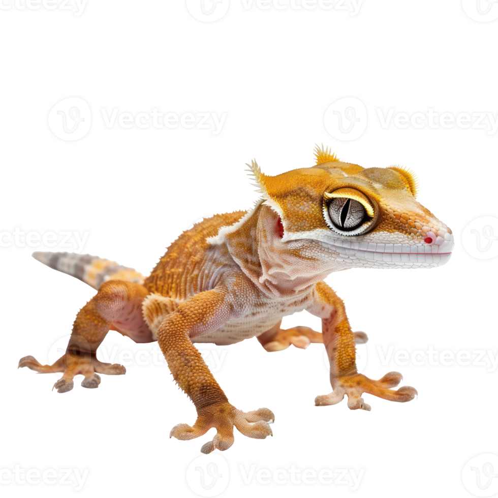 Crested Geckos pet side view full body isolate on transparent background png