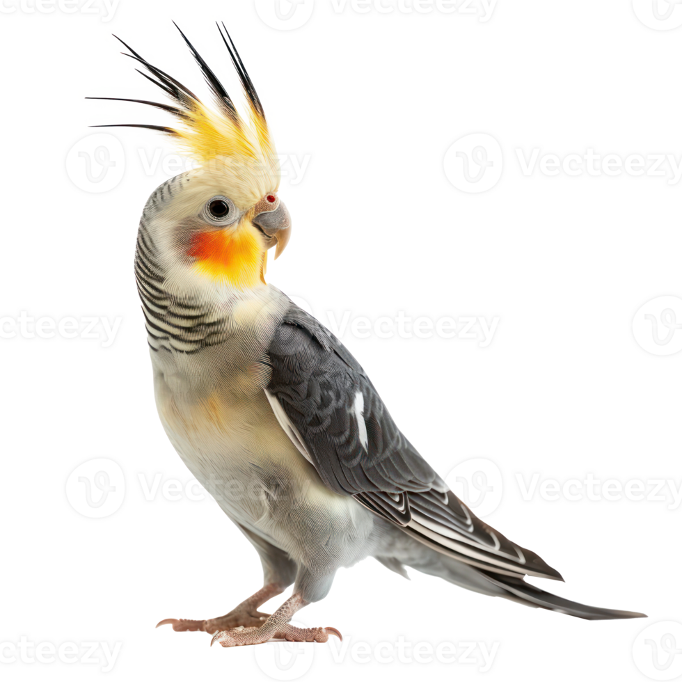 Cockatiel side view full body isolate on transparent background png