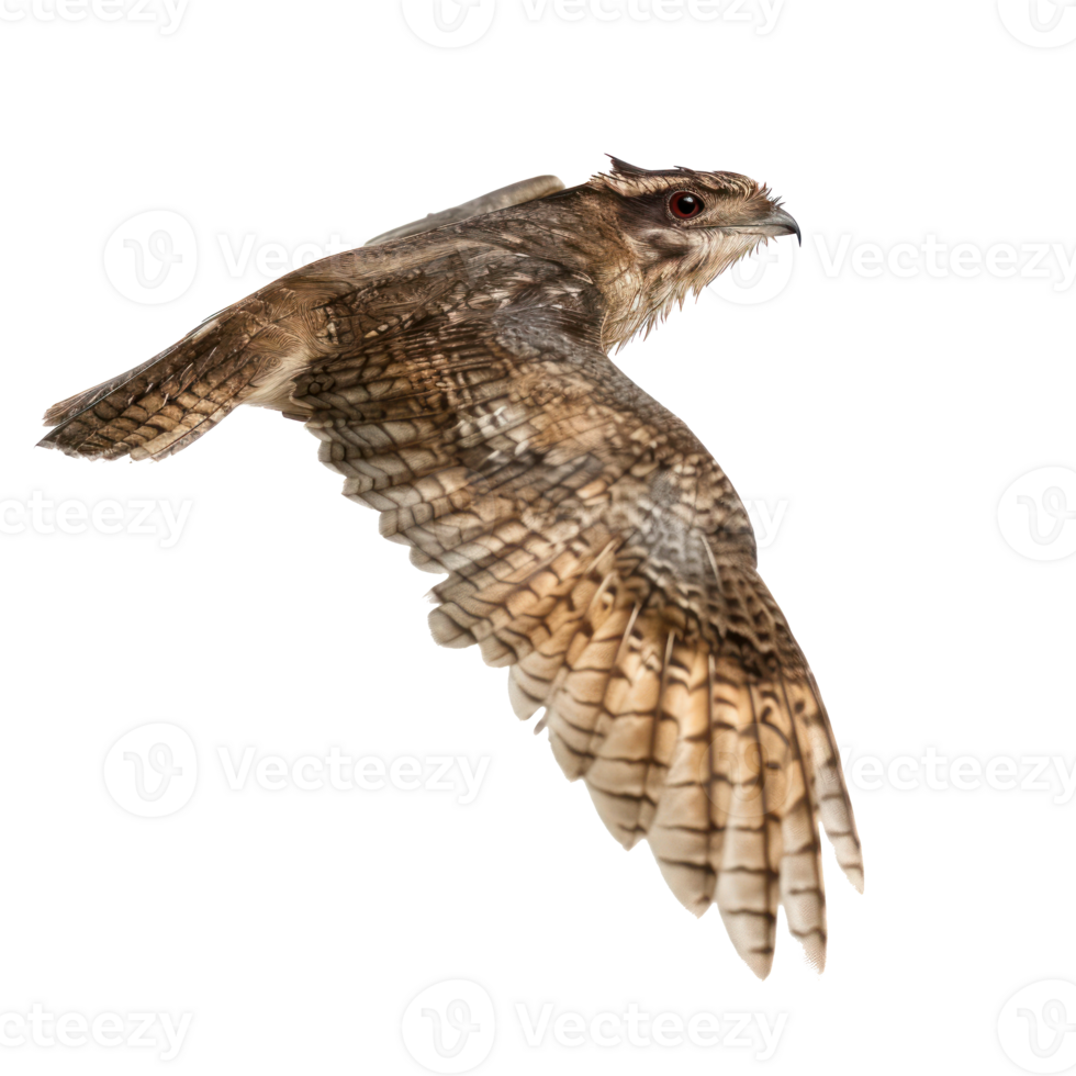 Nightjar bird fly full body isolate on transparent background png