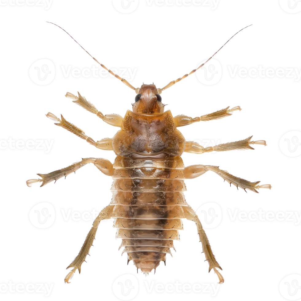 Booklice front view full body isolate on transparent background png