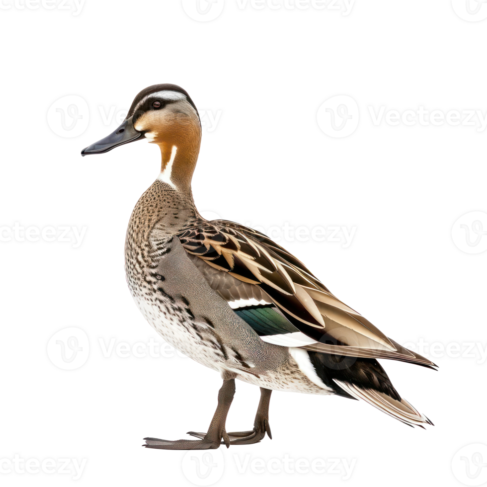 Northern pintail bird side view full body isolate on transparent background png