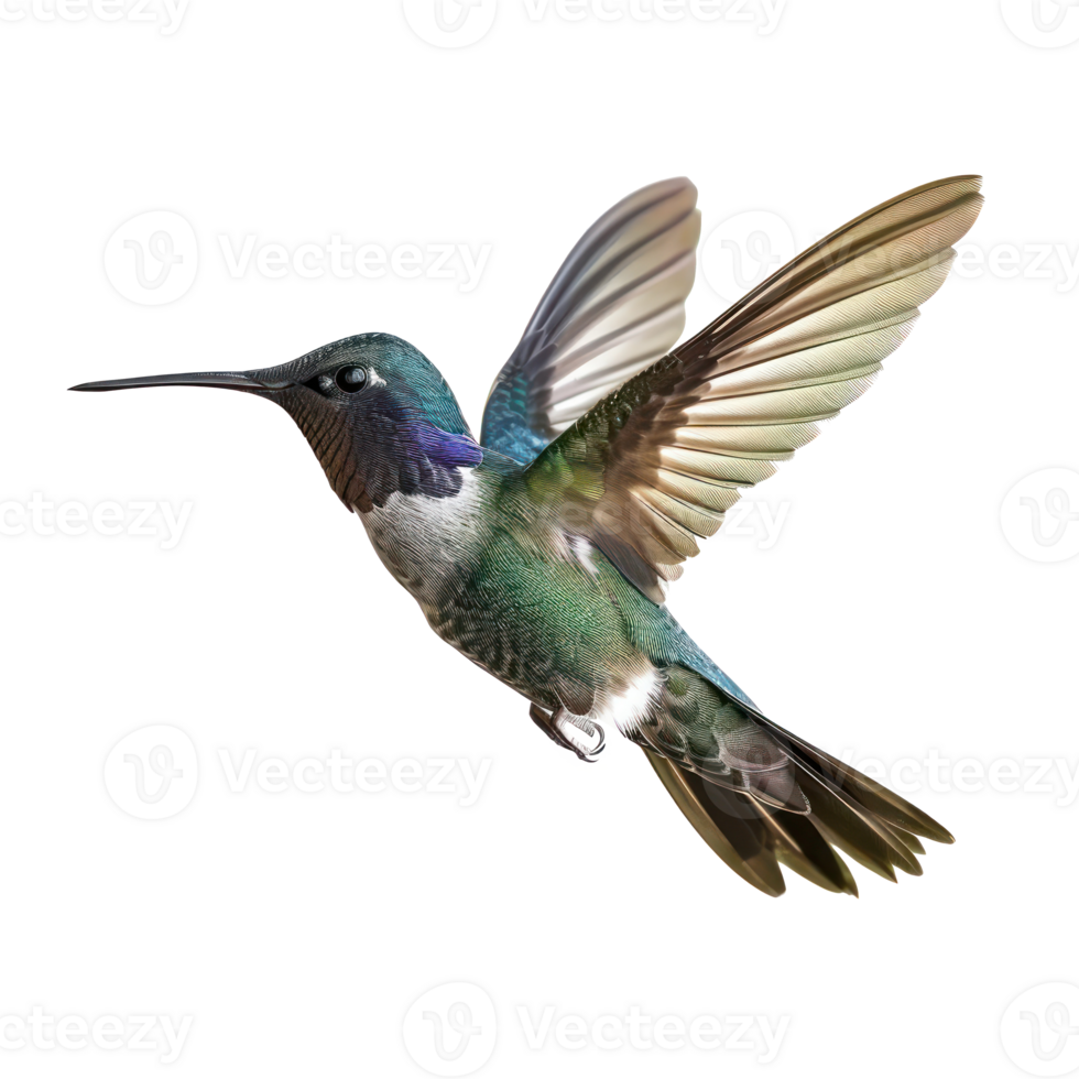 Hummingbird fly full body isolate on transparent background, png