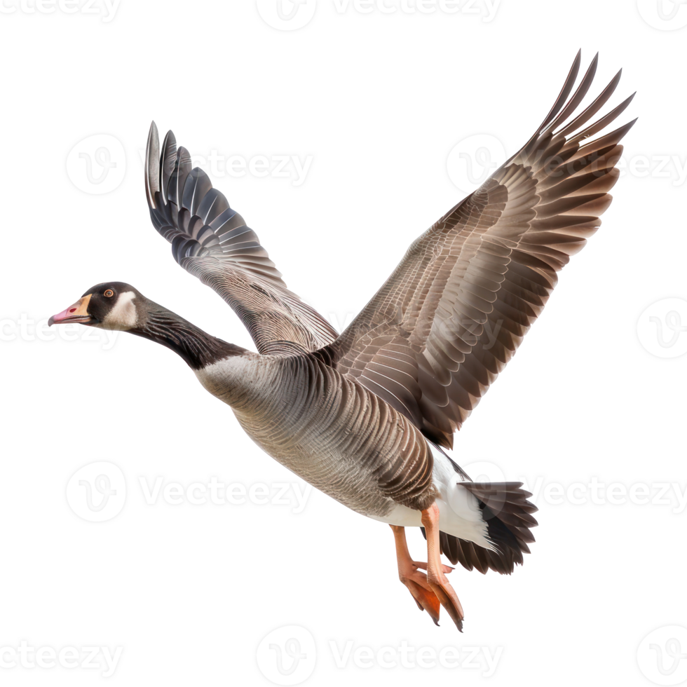 Goose fly full body isolate on transparent background png
