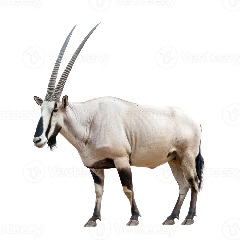an antelope with long horns standing on a transparent background png