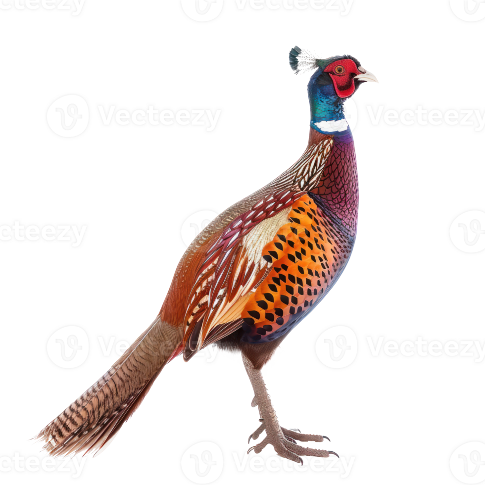 Pheasant bird side view full body isolate on transparent background png