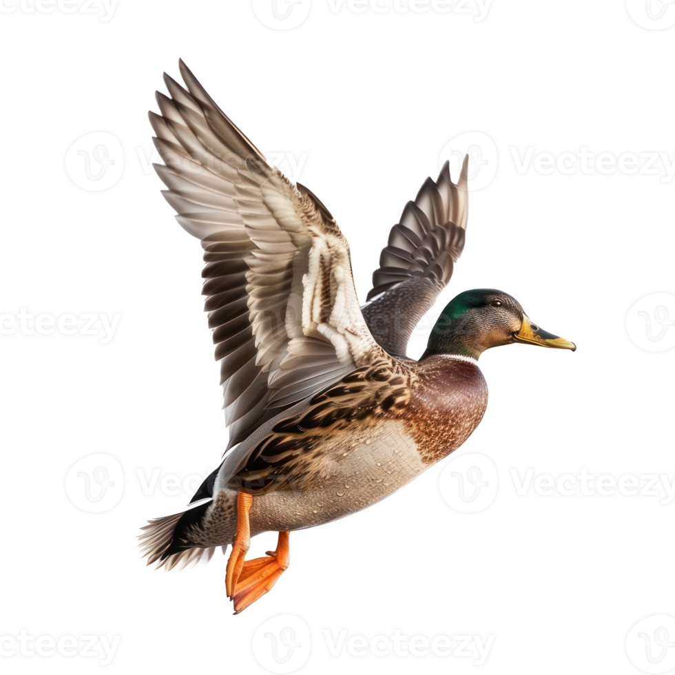 a duck flying in the air on a transparent background png