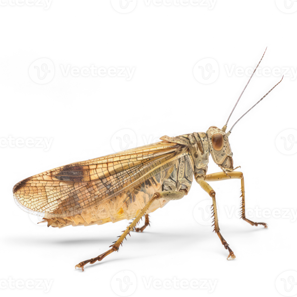 Megaloptera side view full body isolate on transparent background png