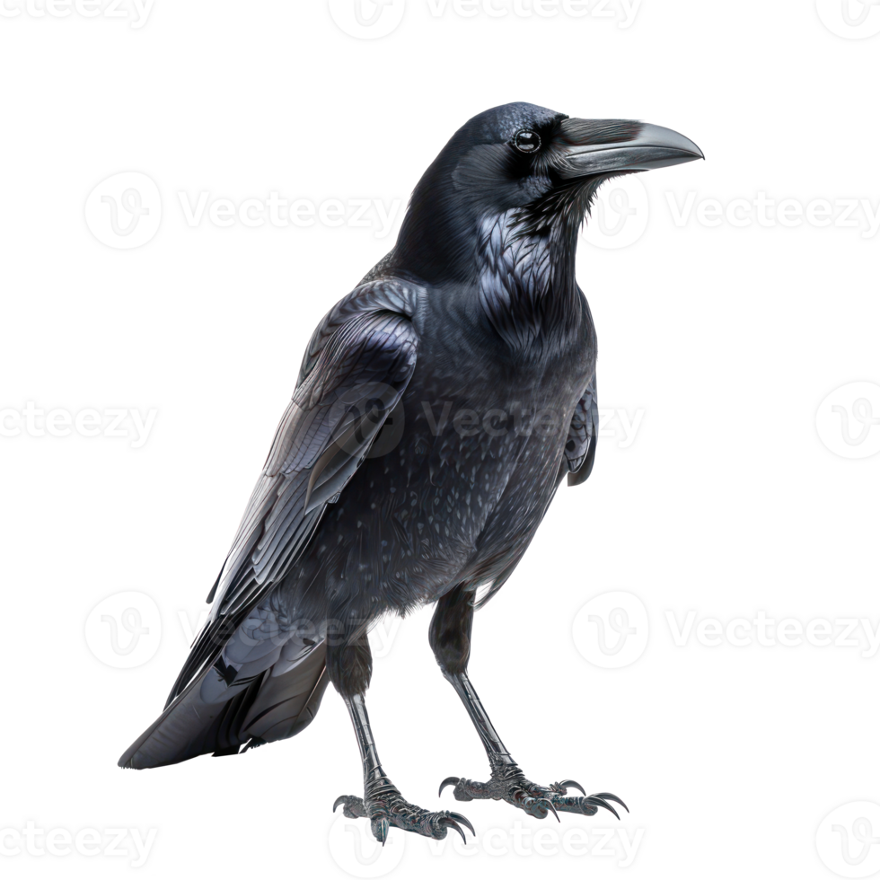 Crow front view full body isolate on transparent background png