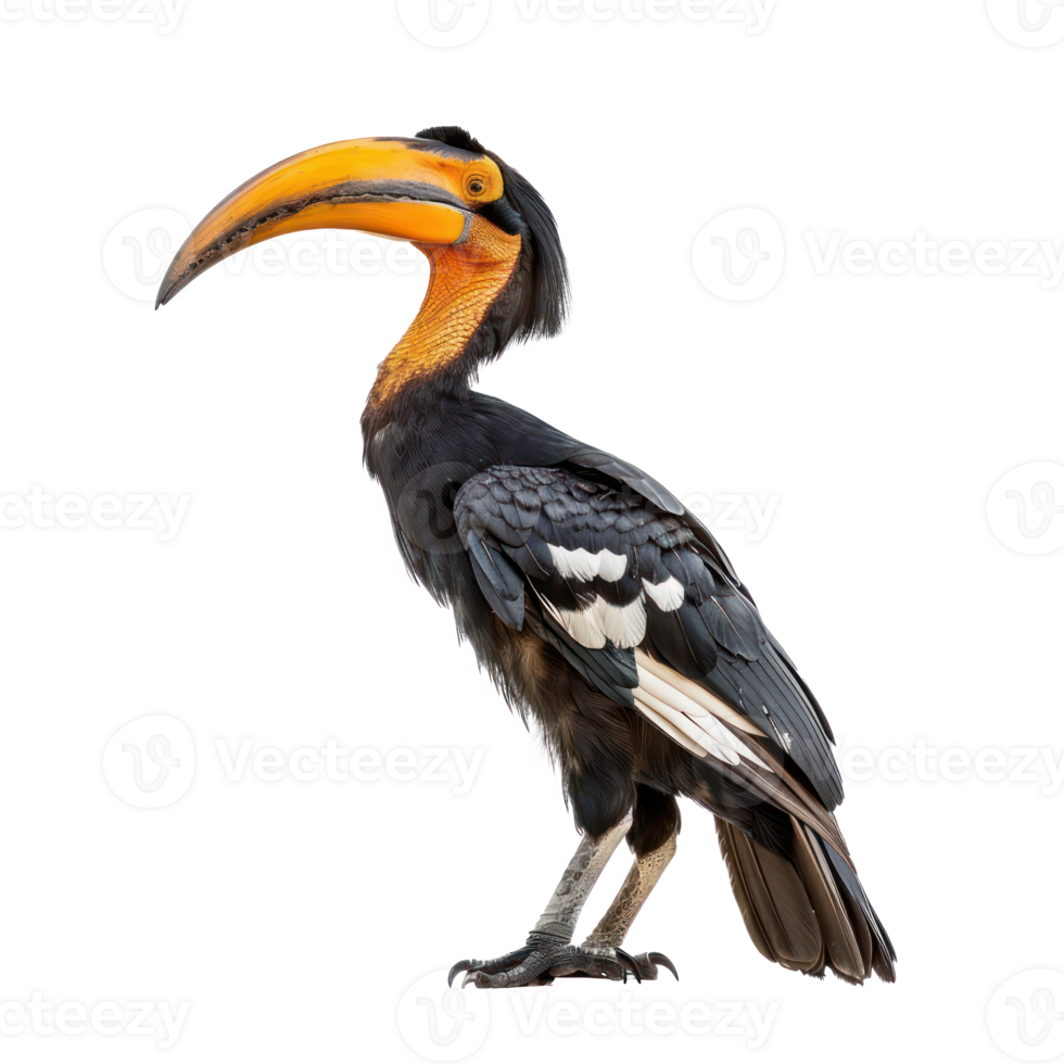 Hornbill front view full body isolate on transparent background png
