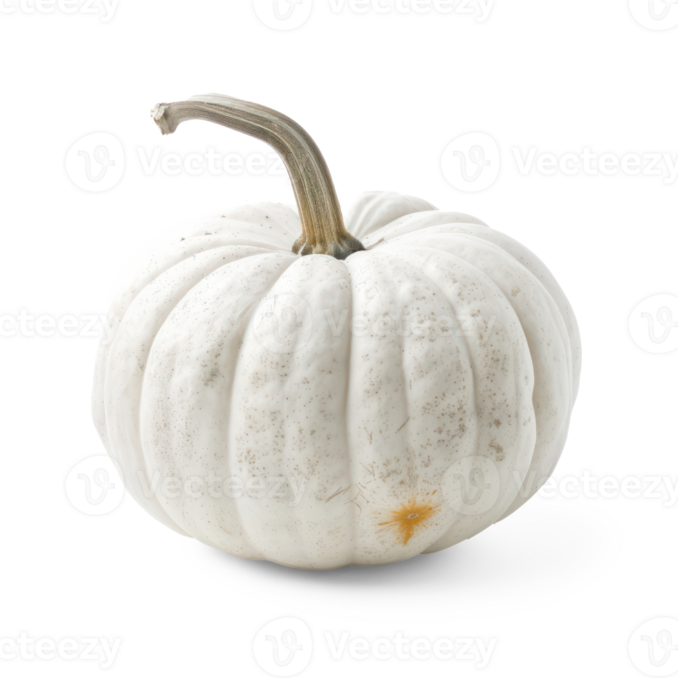 white pumpkin on transparent background png