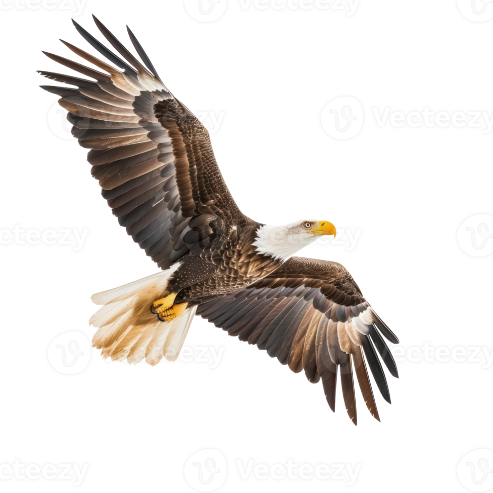 bald eagle flying in the sky isolate on transparent background png