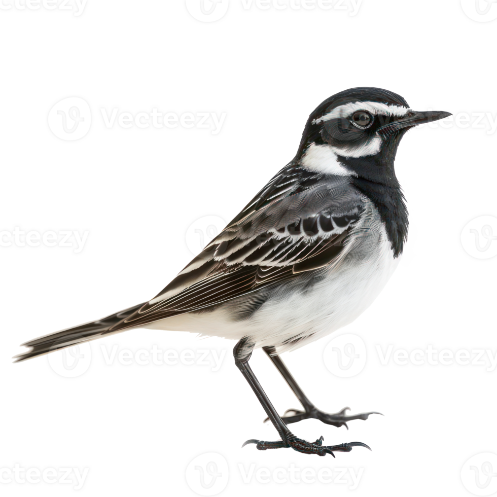 Wagtail bird side view full body isolate on white background png