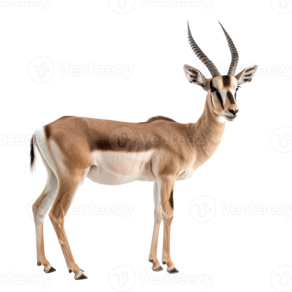 an antelope standing on a transparent background png