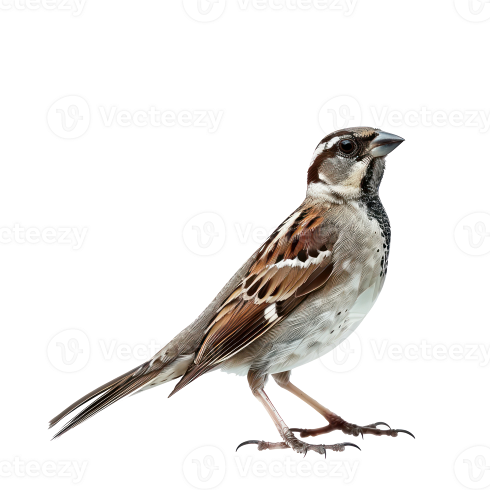 Sparrow fly full body isolate on transparent background, png