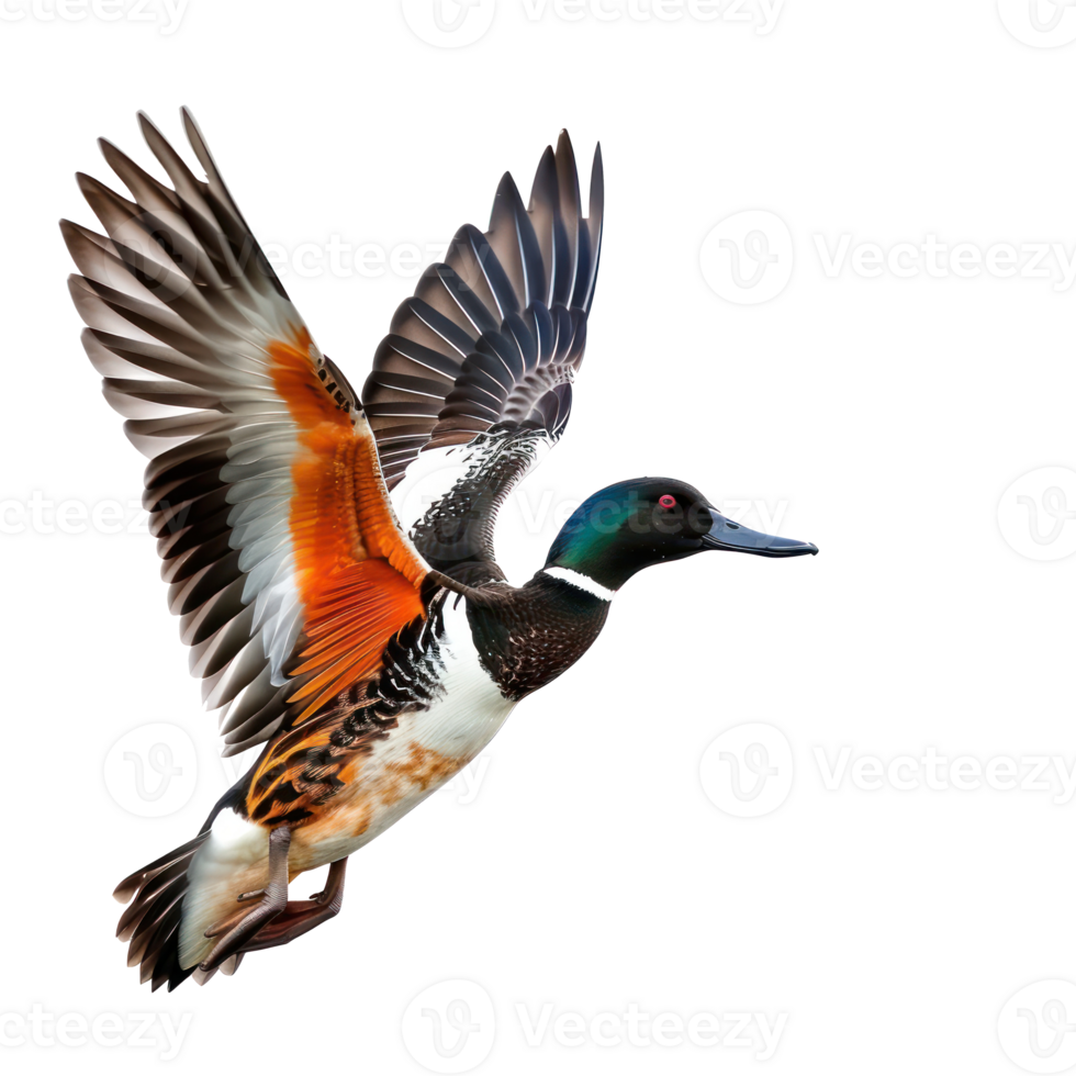 a duck flying in the air with its wings spread png