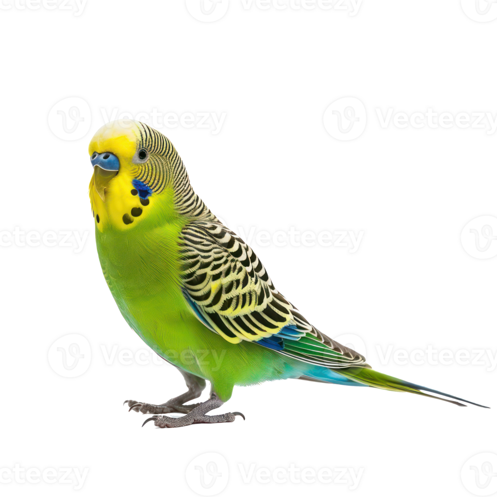 Parakeet side view full body isolate on transparent background png