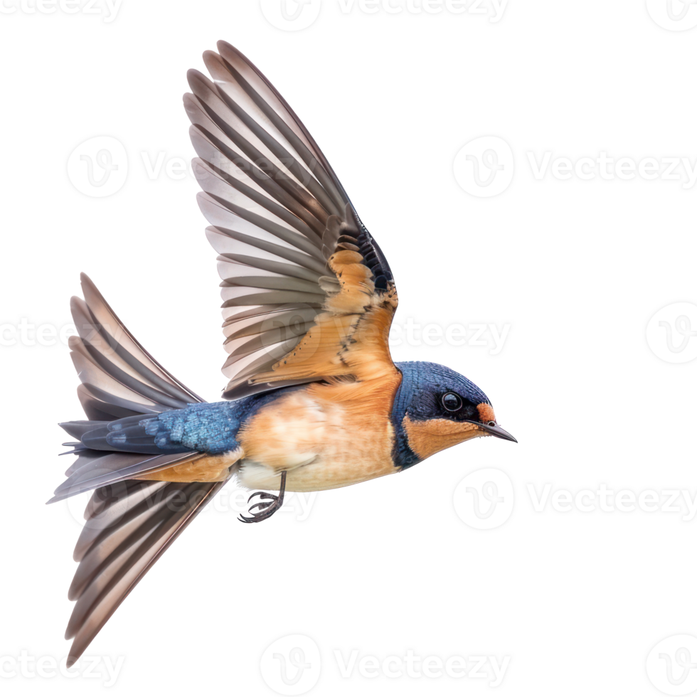 Barn swallow bird fly full body isolate on transparent background, png