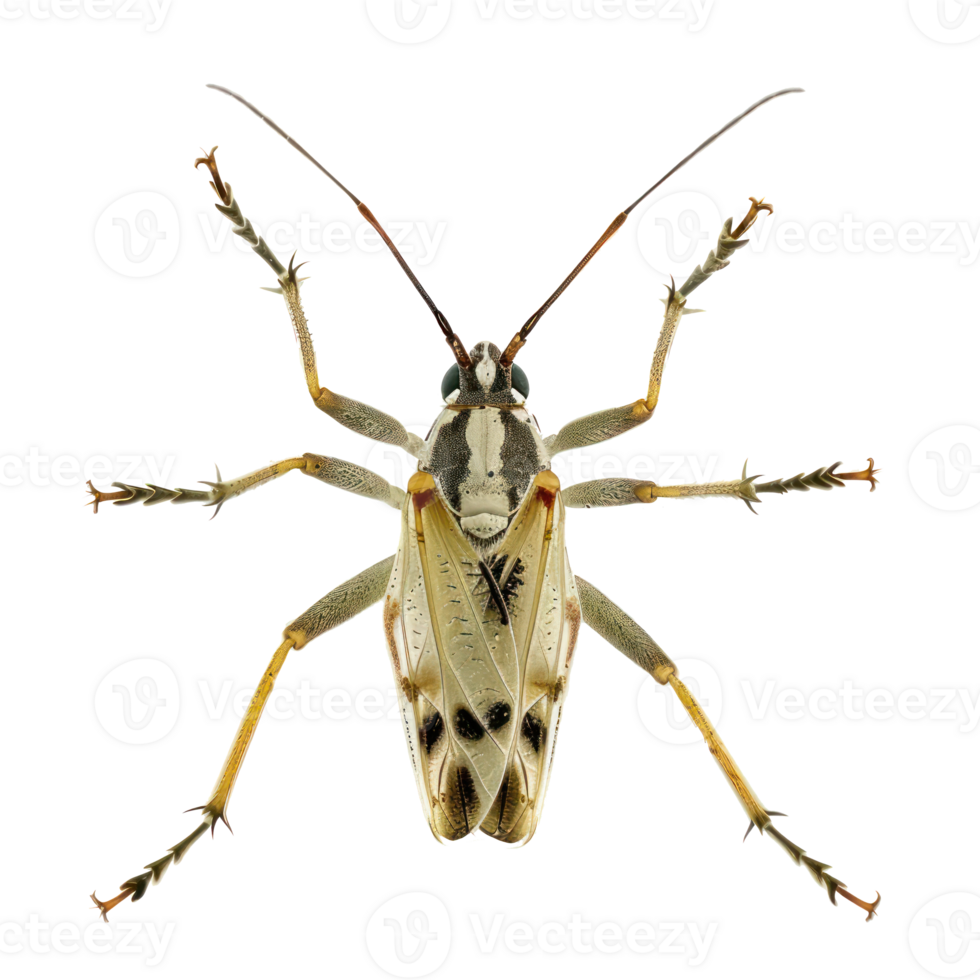 Strepsiptera front view full body isolate on transparent background png