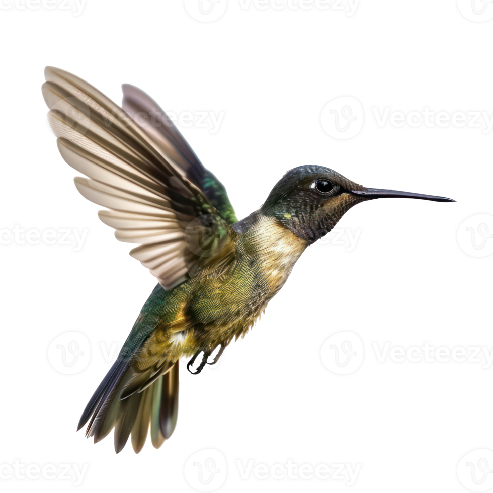 Hummingbird fly full body isolate on transparent background png