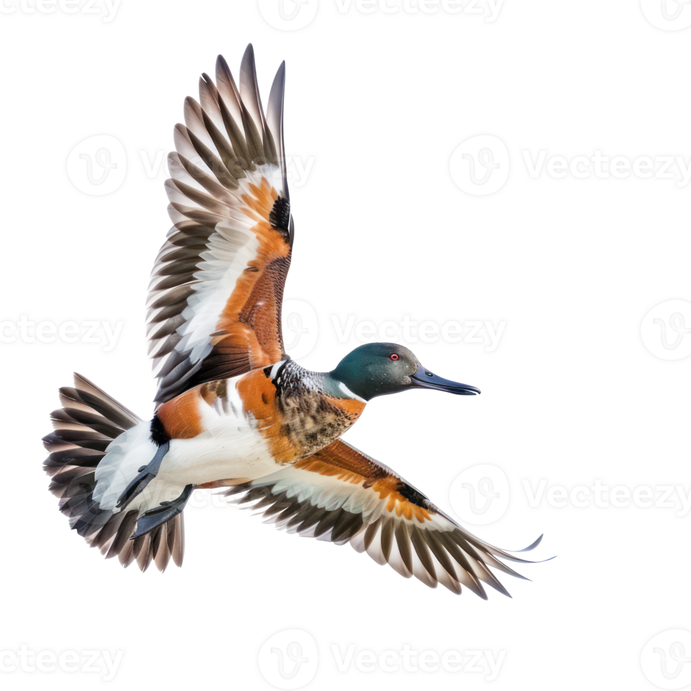 a duck flying in the air on a transparent background png