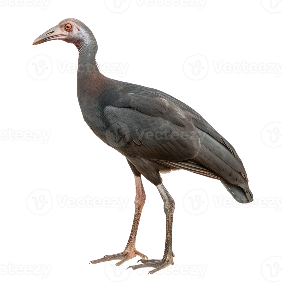 Megapode bird side view full body isolate on transparent background, png