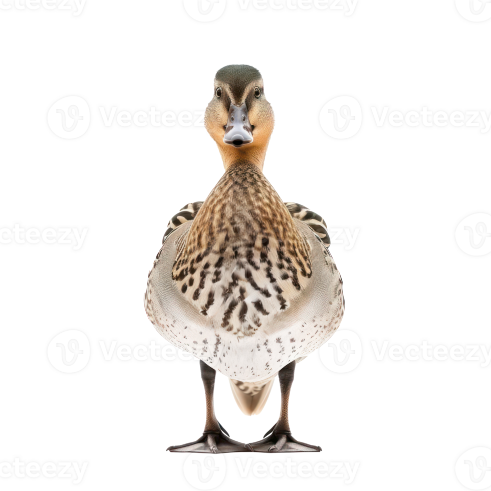 a duck standing on a transparent background png