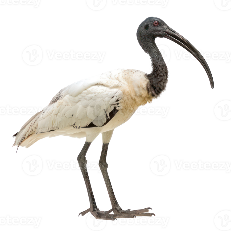 a white and black bird with long legs png