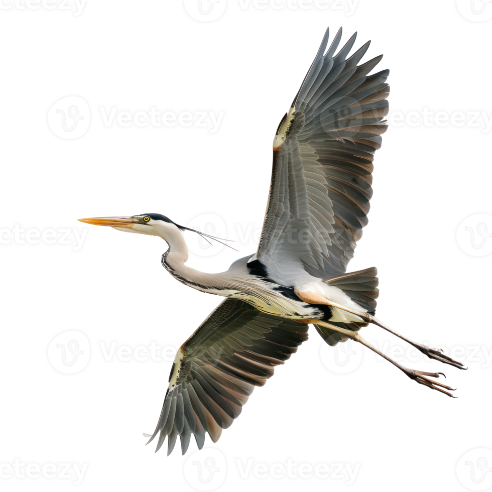 Heron bird fly full body isolate on transparent background png