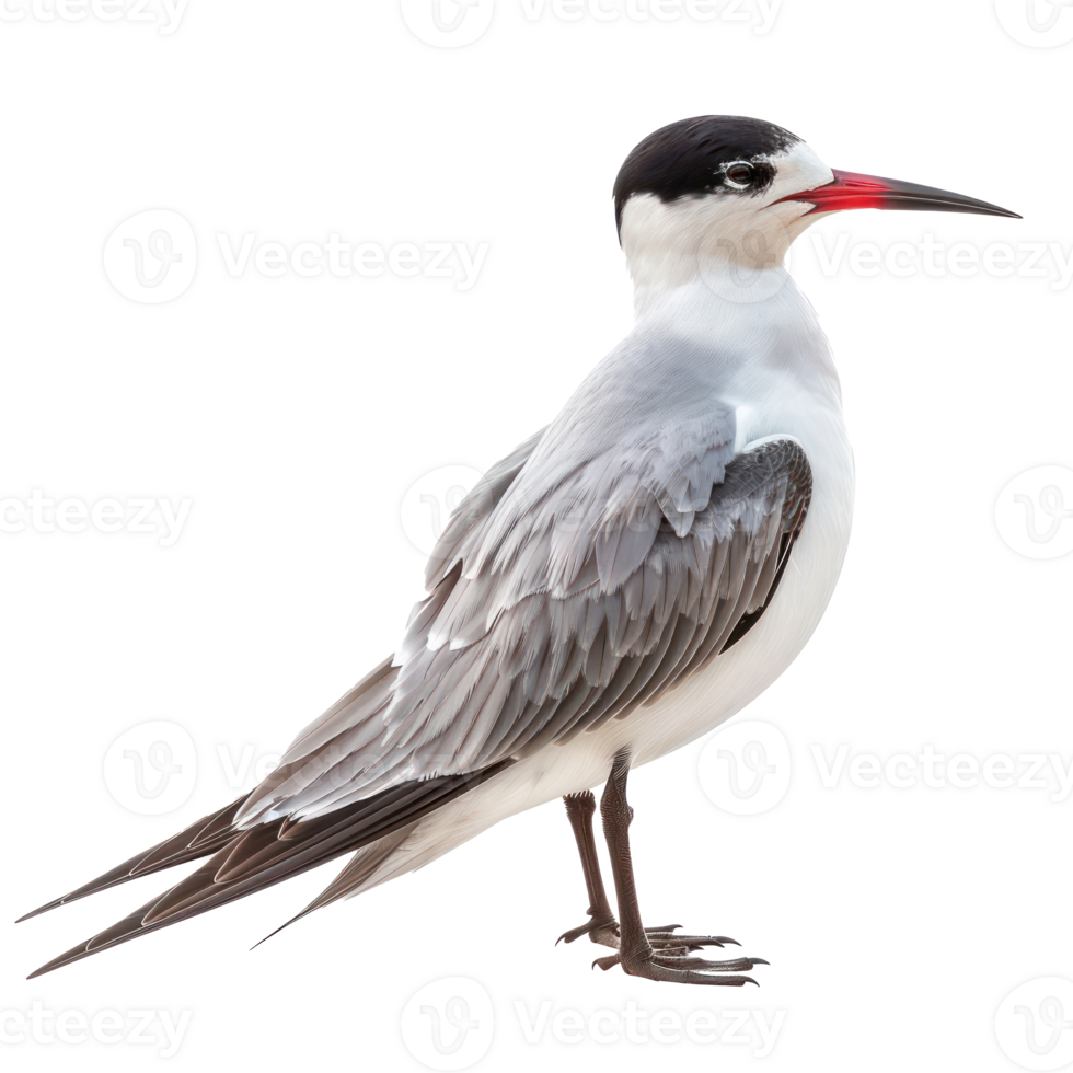 Arctic tern bird side view full body isolate on transparent background png