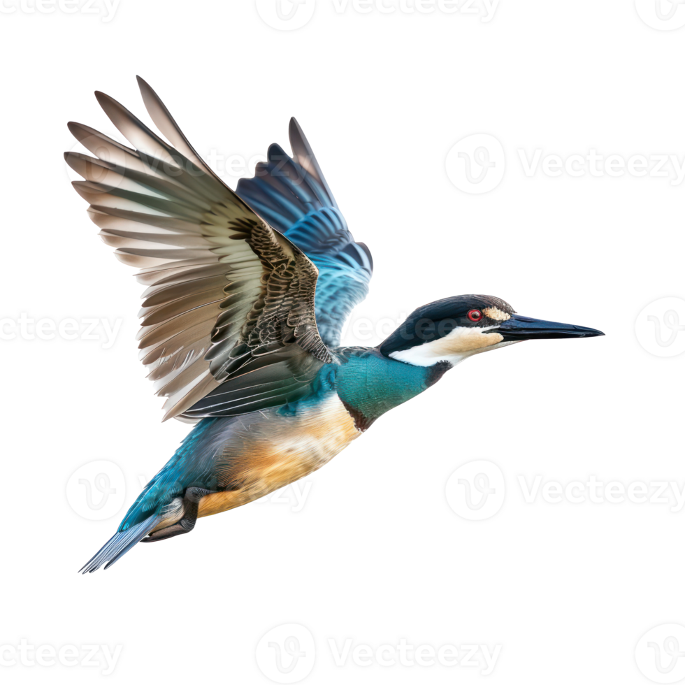 kingfisher bird flying in the air isolate on transparent background png