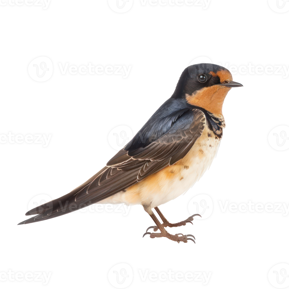 Barn swallow bird side view full body isolate on transparent background png
