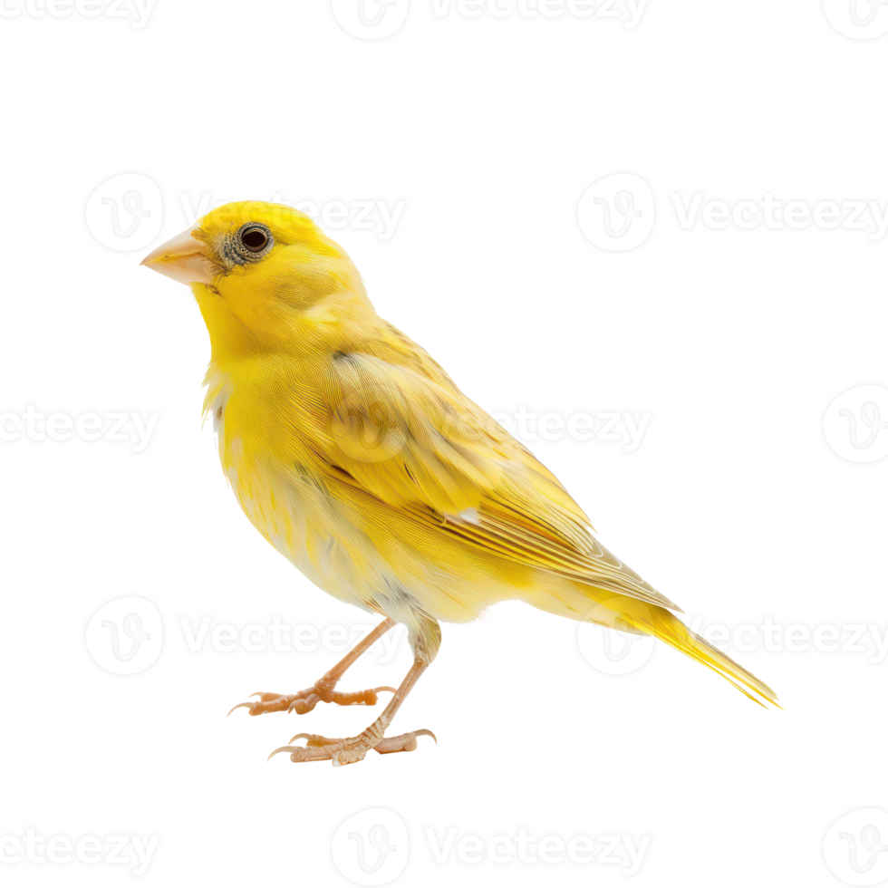 Canary fly full body isolate on transparent background png