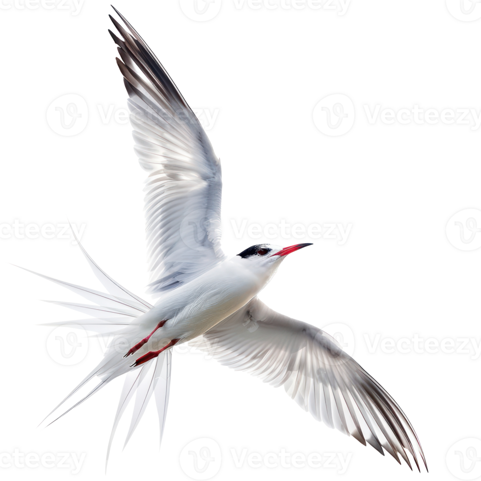 Arctic tern bird fly full body isolate on transparent background, png