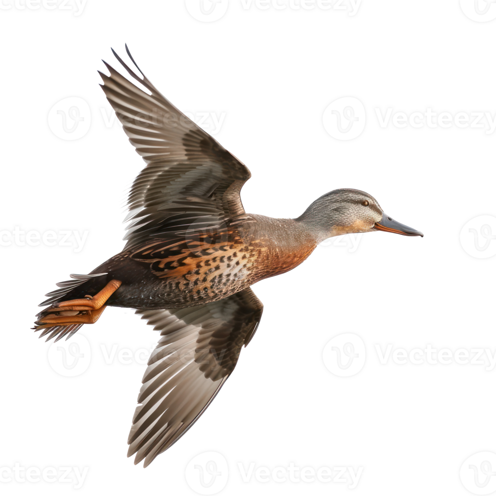 a duck flying in the air on a transparent background png