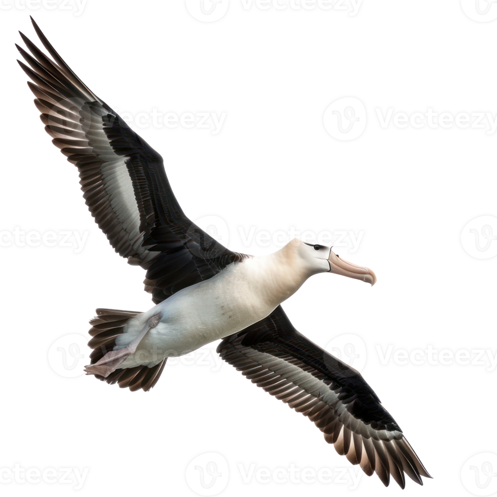 Albatross bird fly full body isolate on transparent background png
