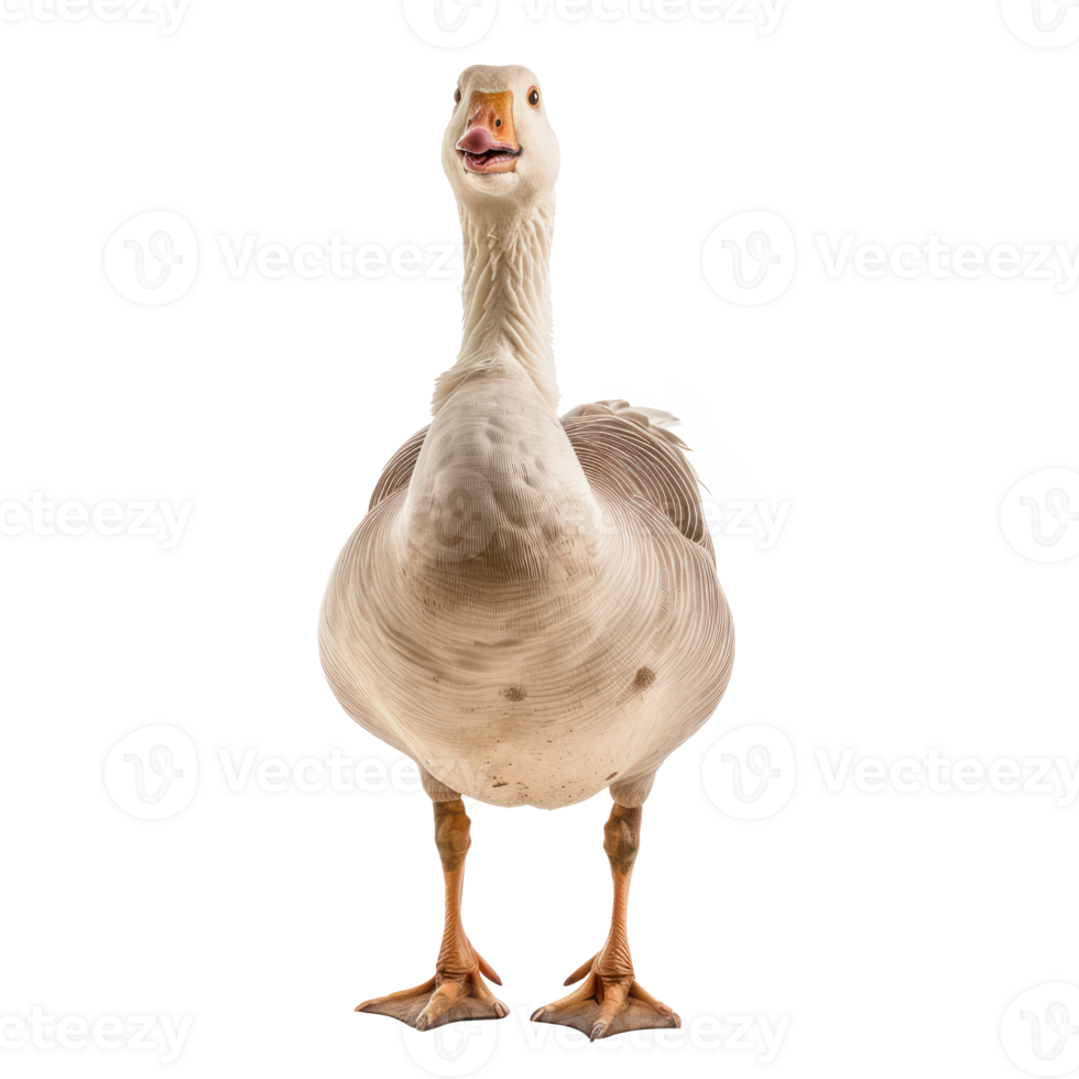 a goose standing on a transparent background png