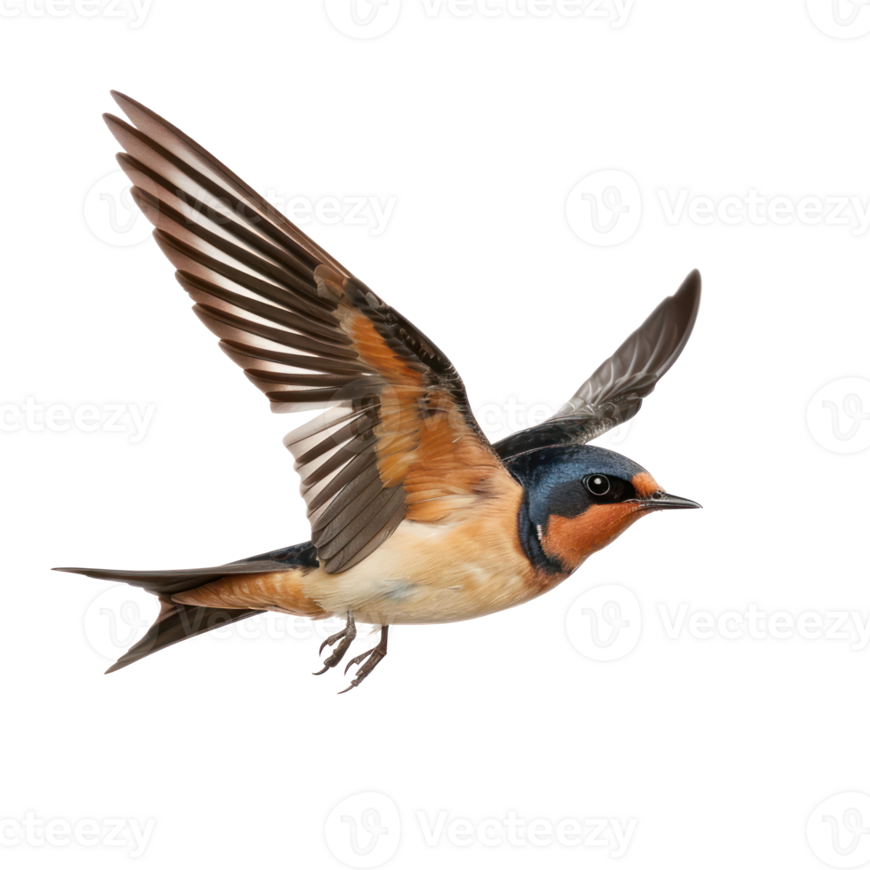 Barn swallow bird fly full body isolate on transparent background, png