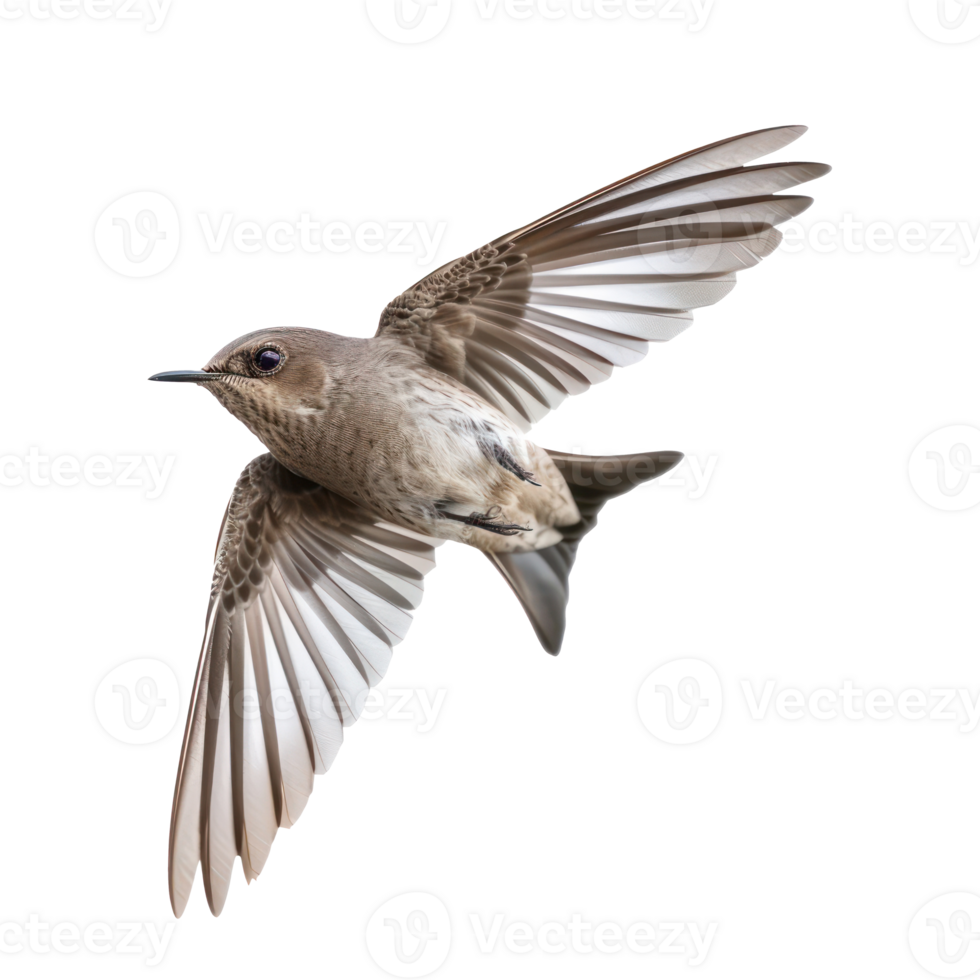 Common swift bird fly full body isolate on transparent background png