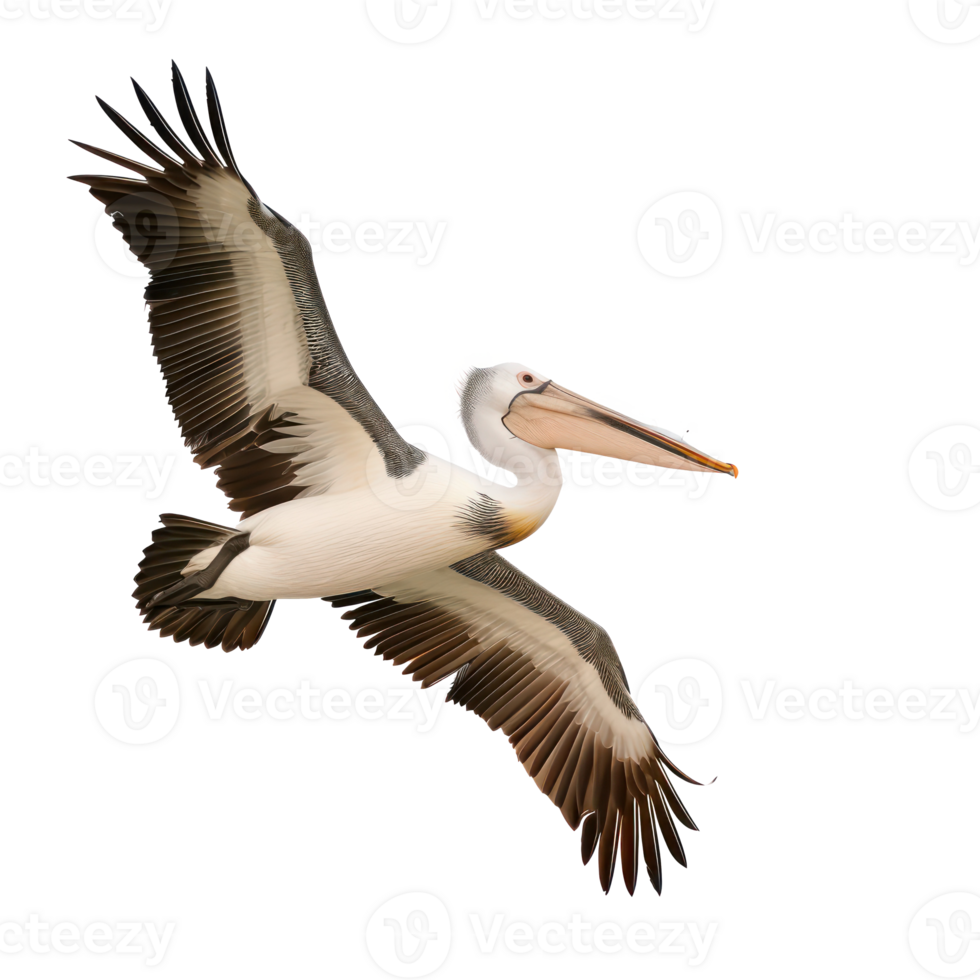 Pelican fly full body isolate on transparent background png
