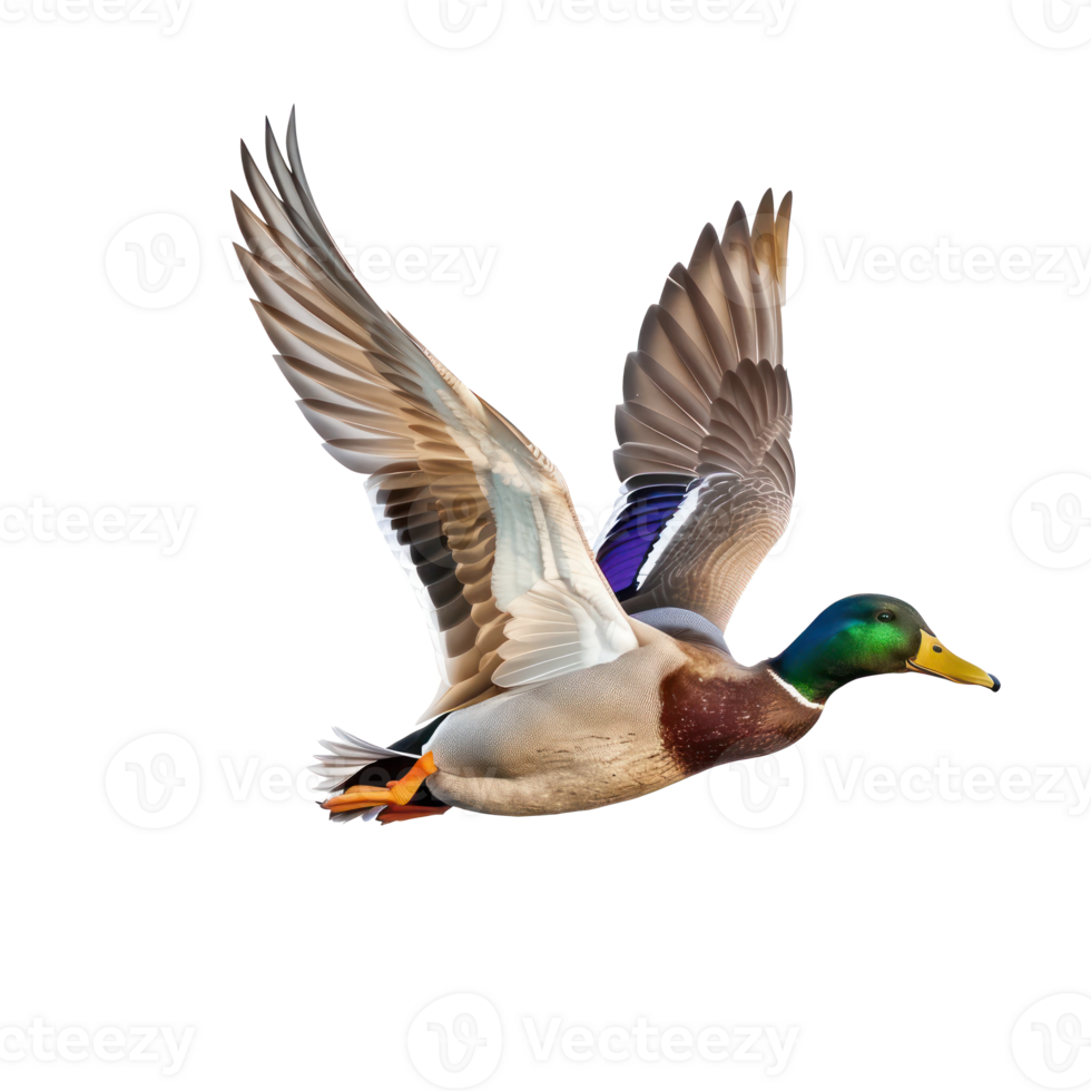 Mallard bird fly full body isolate on transparent background png
