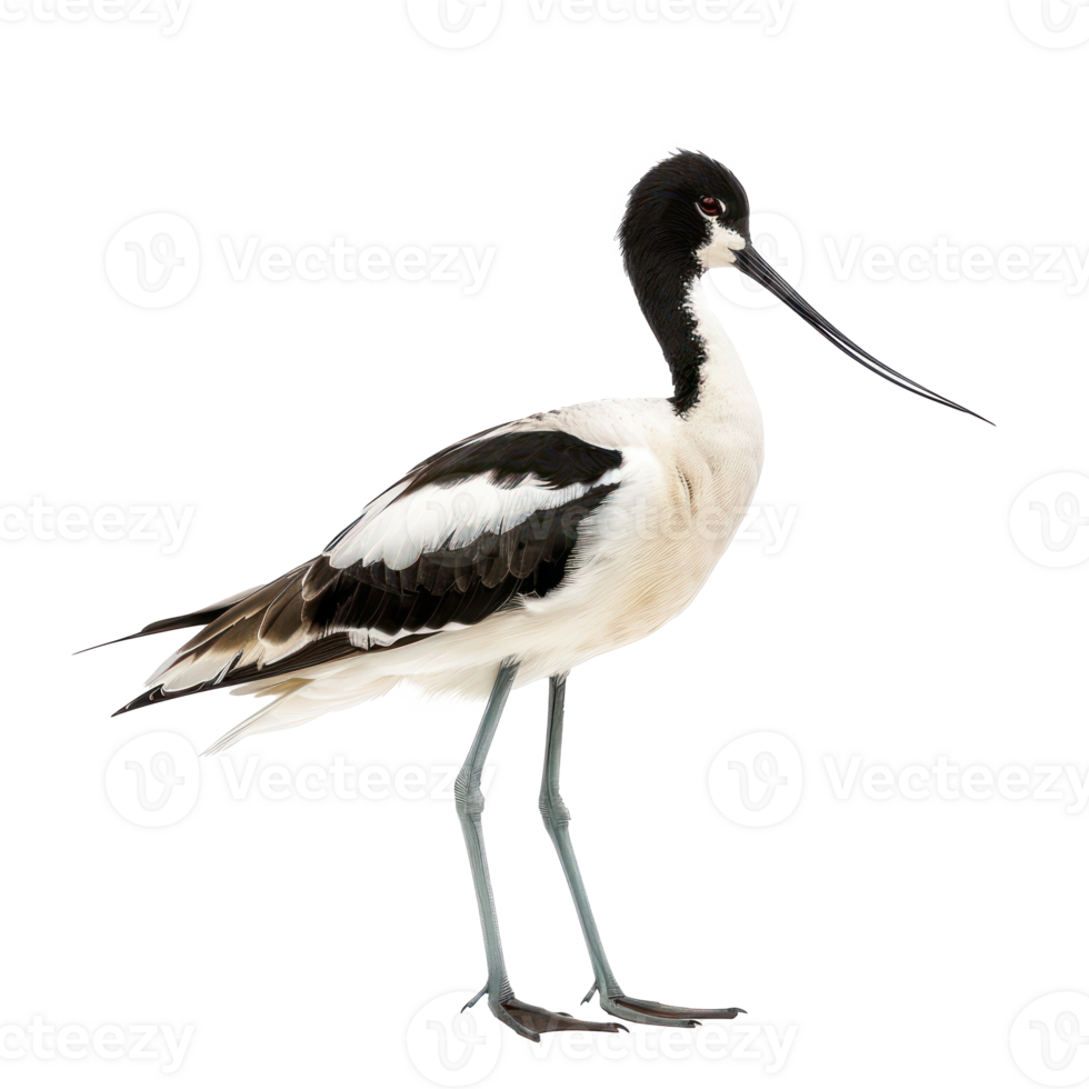 Avocet bird front view full body isolate on transparent background png