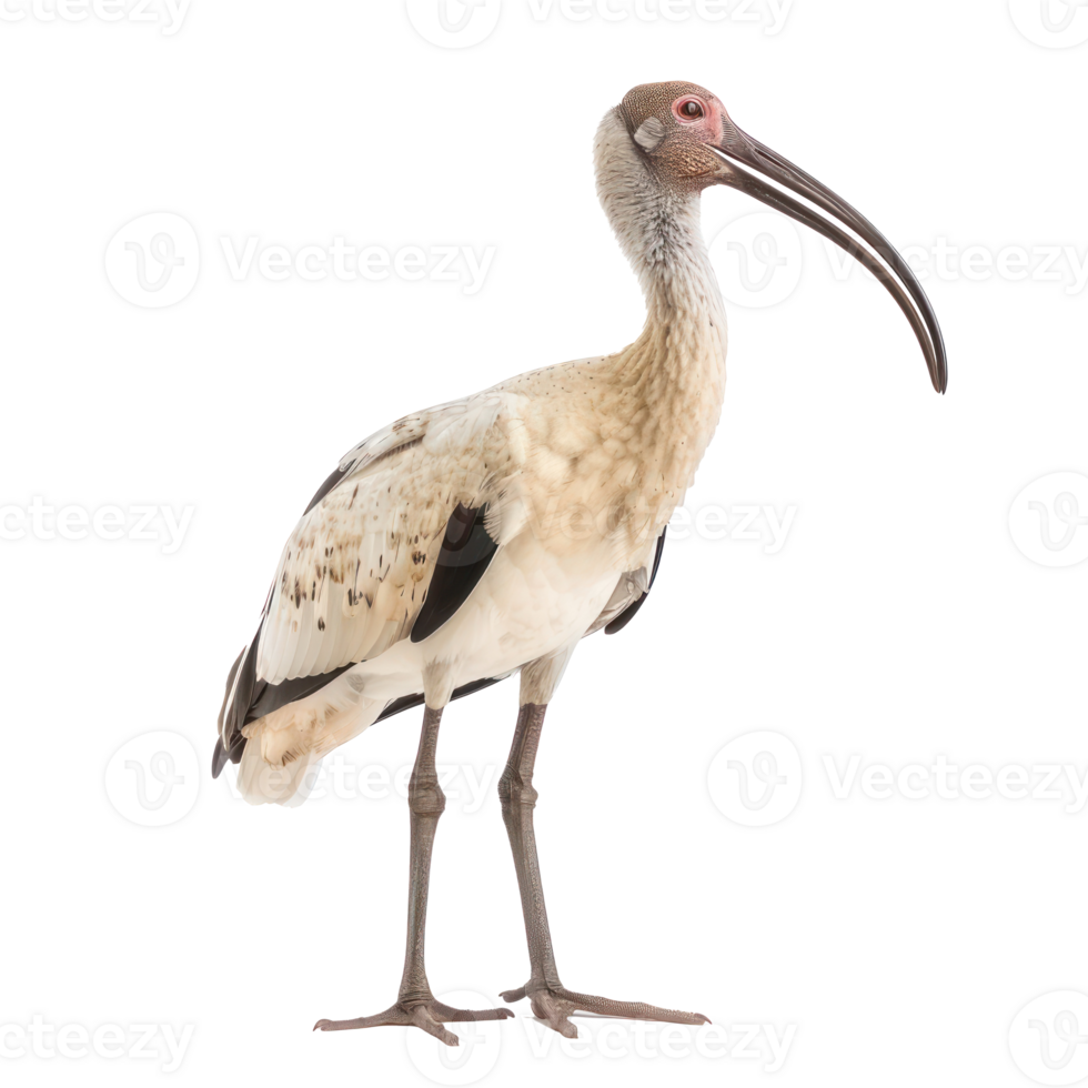 a white and brown bird with long legs png