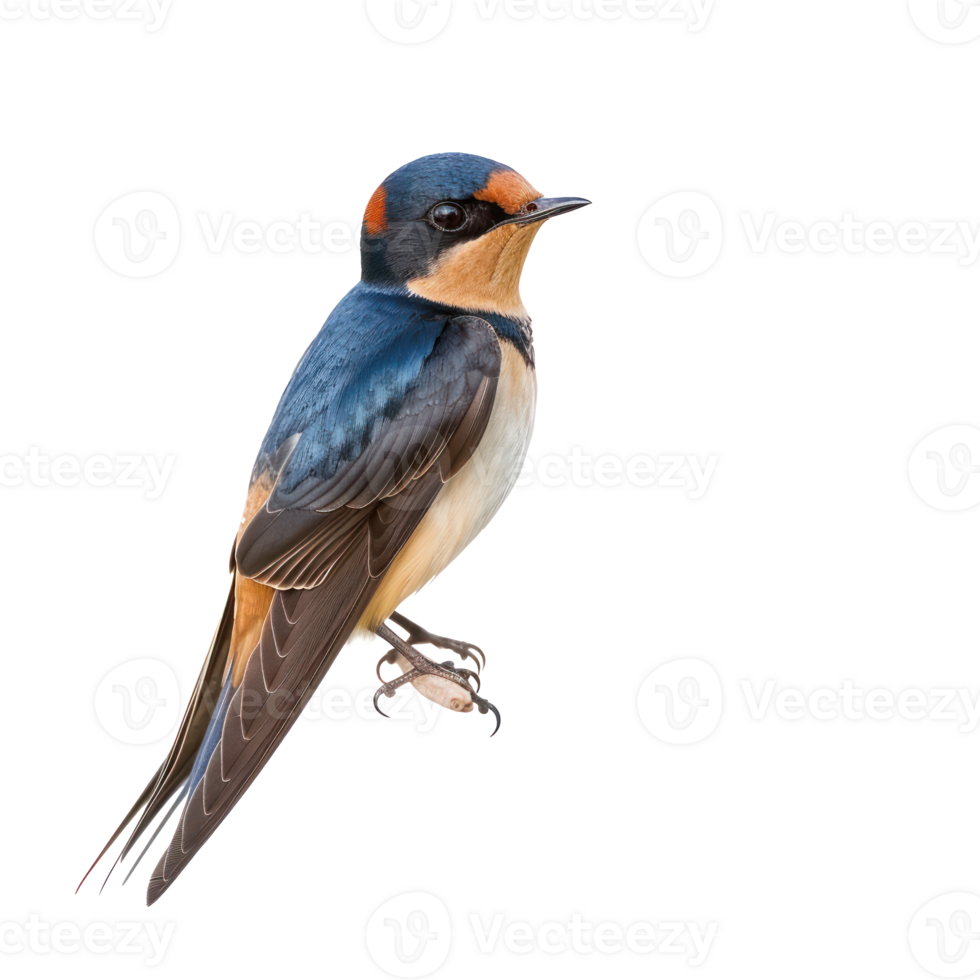 Barn swallow bird front view full body isolate on transparent background png