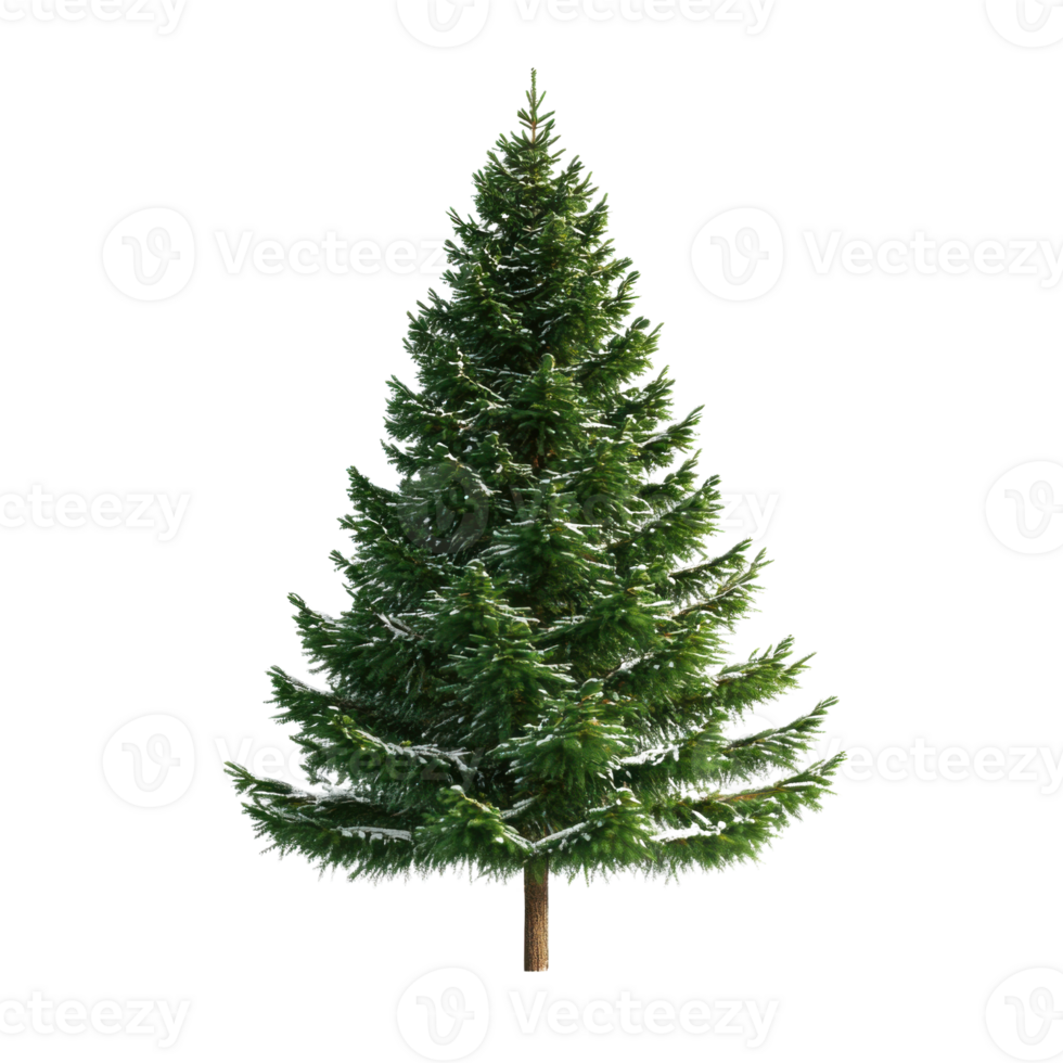 Lush green coniferous tree isolated on white background concept of evergreen nature and tranquility png