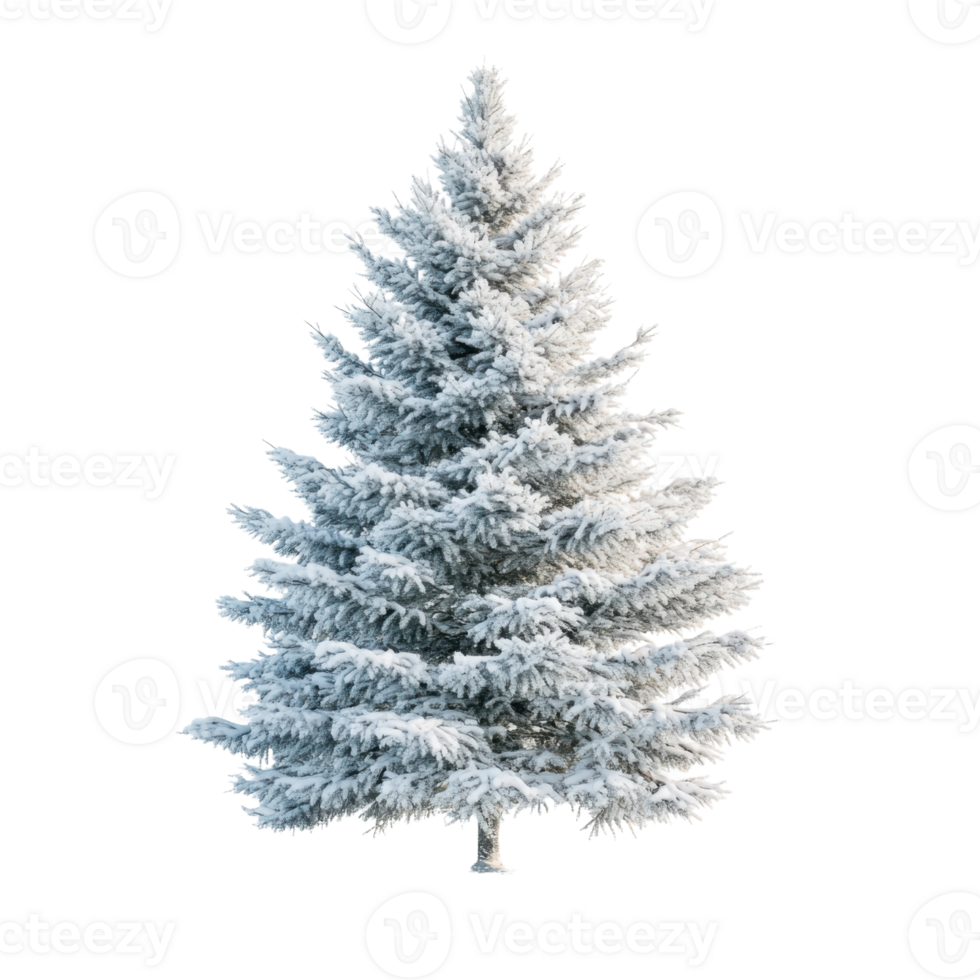 Snow-covered pine tree in a winter landscape against a clear white background png