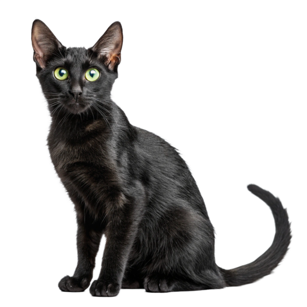 Black Cat With Bright Eyes Sitting Transparent Background image png