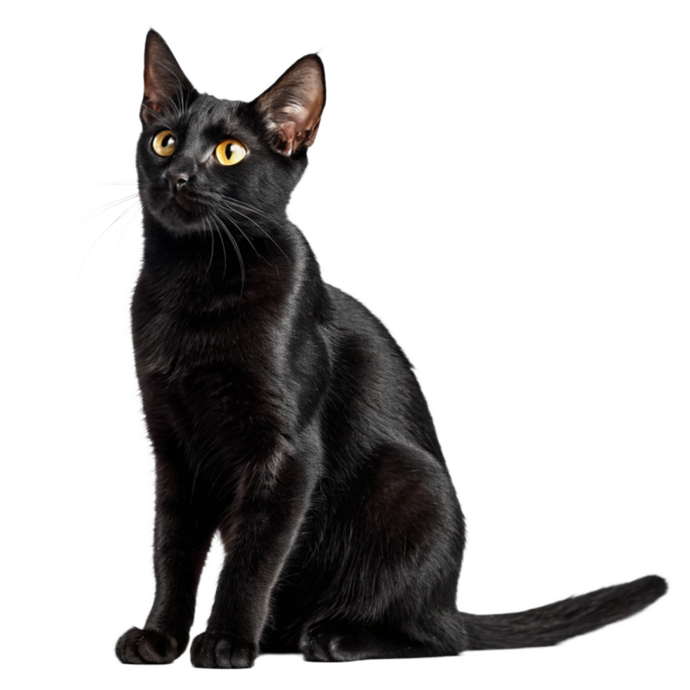 Black Cat sitting Transparent background image png