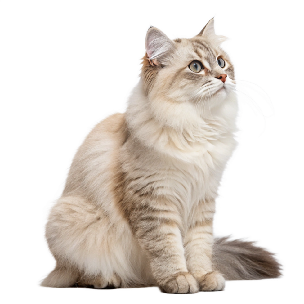 Cute Cat Sitting Transparent background image png