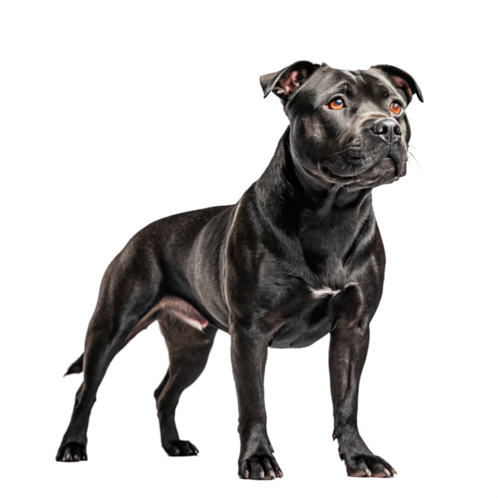 Black Pit Bull Terrier isolated on transparent background png