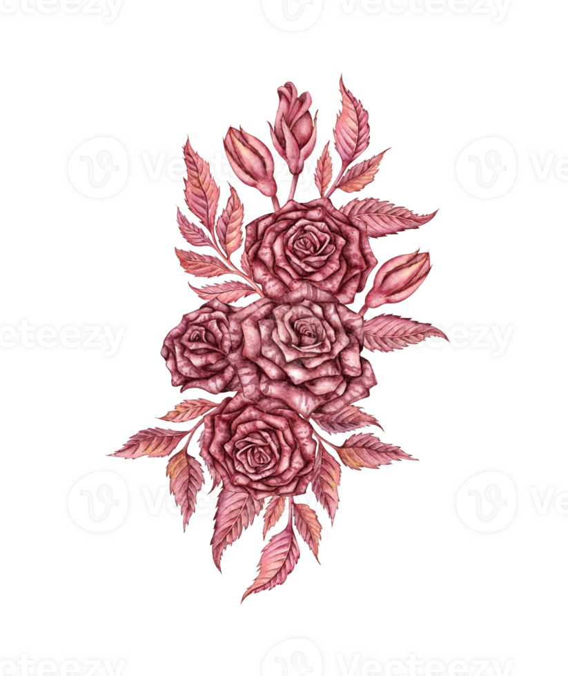 Rose with leaves and buds, burgundy gothic watercolor illustration. Halloween or Day of the Dead botanical decoration isolated from background. Composition, bouquet for decoration and design. png